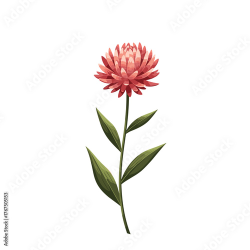 A detailed illustration of a red aster flower with green leaves and stem, isolated on a white background.