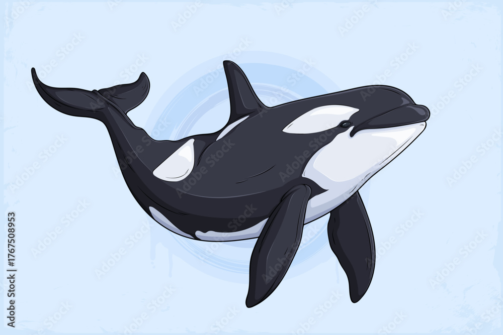 Naklejka premium Hand drawn orca , detailed black and white killer whale, marine wildlife predator, ocean animal artwork