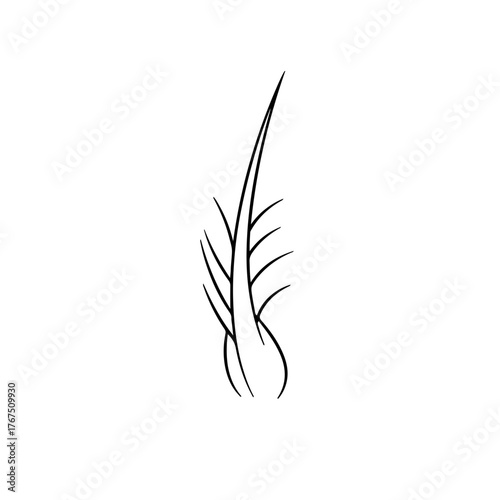 Simple Line Drawing of a Single Hair Follicle