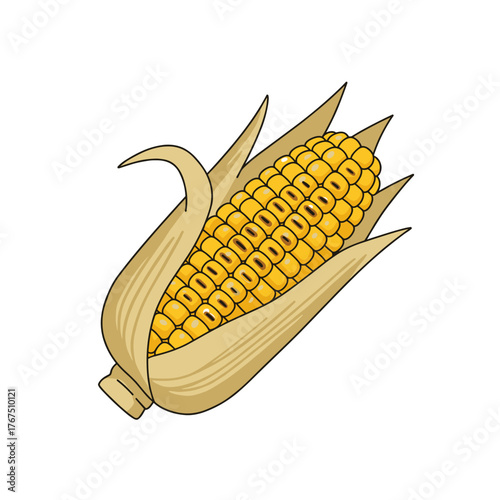 Partially Shucked Ear of Corn with Golden Kernels