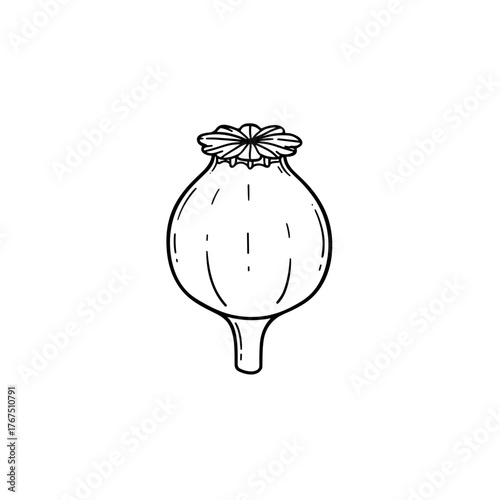 Detailed Black and White Poppy Seed Head Illustration with Delicate Lines