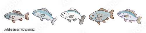 Five barramundi fish sketches with a hint of blue