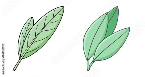 Two detailed sage leaves displaying their natural texture and veining