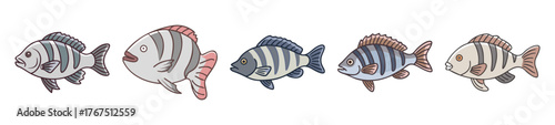 A line of five sheepshead fish side profile detailed grayscale rendering