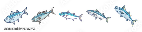 Collection of detailed spanish mackerel illustrations for culinary and educational use