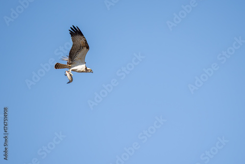Osprey flying with its prey in its talons - Pandion haliaetus