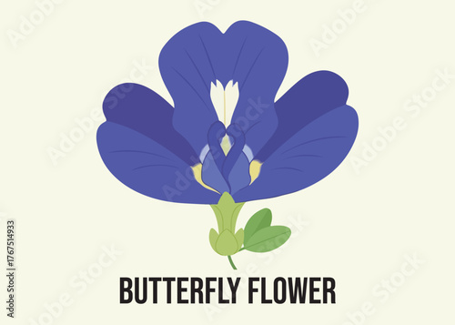 A stylized illustration of a vibrant blue butterfly pea flower with detailed petals and stem.