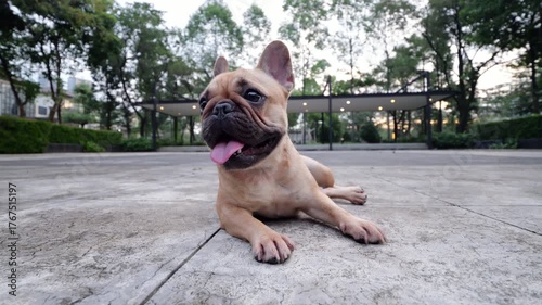 Cute fawn french bulldog lying on concrete pavement of urban park square, panting with its tongue out and looking around, showing curiosity and happiness during hot day evening.