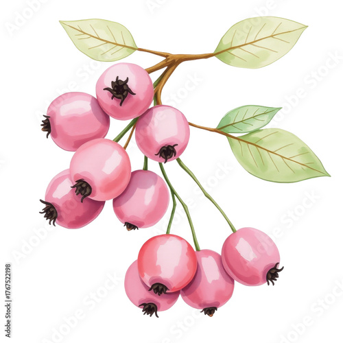 Pink berries with green leaves  isolated, without a background