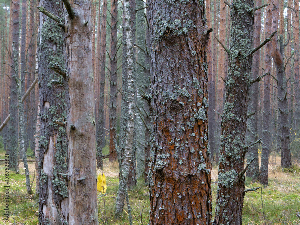 Obraz premium Clear pine autumn forest on a cloudy day.