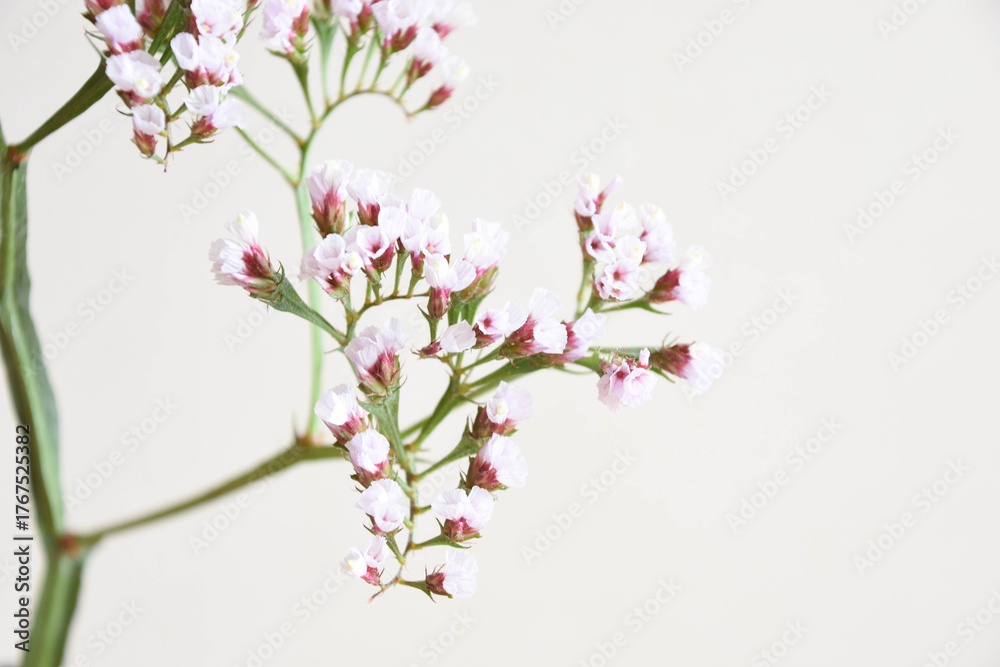 Obraz premium スターチス