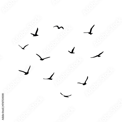 A flock of flying silhouette birds. Black on white