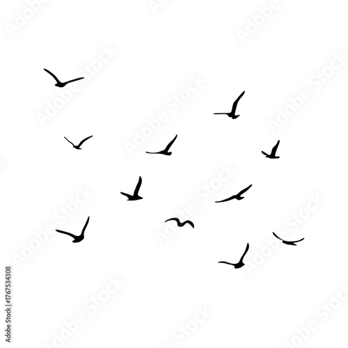A flock of flying silhouette birds. Black on white