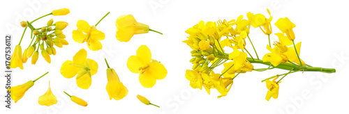 Rapeseed flowers isolated on white background, Top view. Flat lay