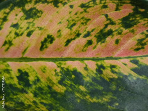 Vibrant colors and texture on a tropical houseplant leaf.