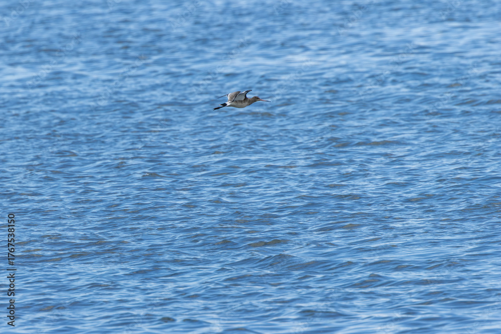 Fototapeta premium Black?tailed Godwit (Limosa?limosa) at Bull?Island Dublin Bay common in wetlands and mudflats