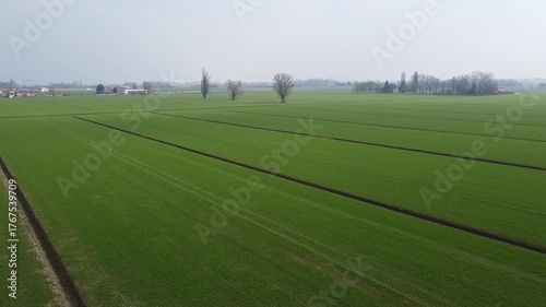 cereal crop field in the first growth phase. High quality 4k footage
