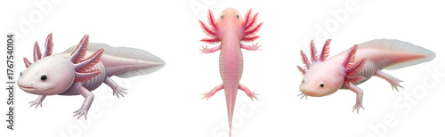 Axolotl amphibian pet animal cute mexican salamander walking fish exotic creature underwater life wildlife on transparent background