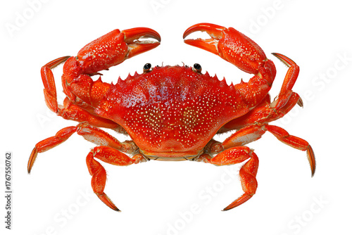 Bright red crab with claws open on a black background