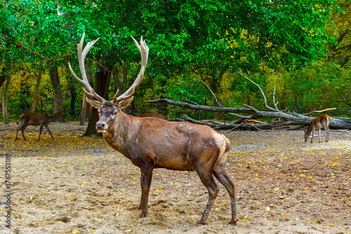 Wallpaper Mural Red deer stag Torontodigital.ca