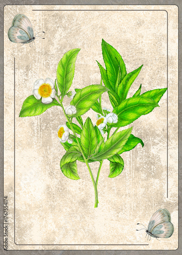 Hand Drawn Botanical Card of Tea Plant