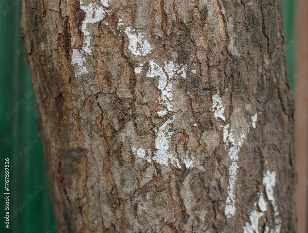 Obraz premium tree bark background