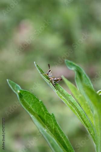 A small grasshopper perching on top of vertical blade leaf with blurry background