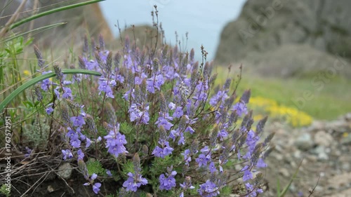 Blue flowers of veronica capsellicarpa close-up. Fragile delicate flowers are swaying in the wind. Beautiful natural background. The concept of spring, flowering, romance. Wild honey-bearing flowers