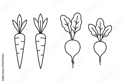 4 outline root vegetables like carrots and radishes flat vector illustration style isolated on white background