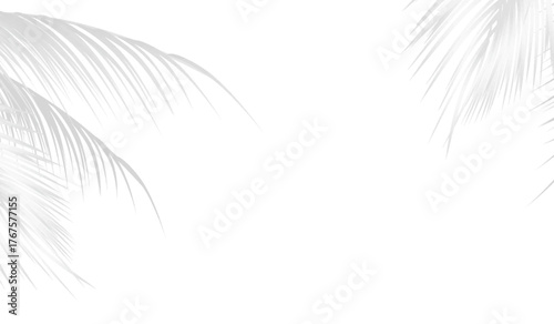 white feather on black. Gray shadow of nature palm leaves on white background. 