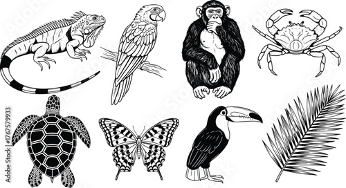 Black and white tropical animals illustration, iguana parrot chimpanzee crab turtle butterfly toucan palm 