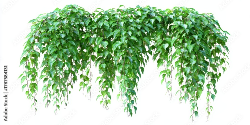 Fototapeta premium Lush green hanging vine with abundant heart shaped leaves and trailing branches
