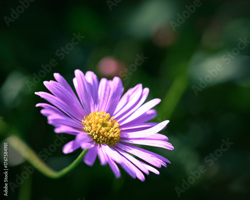 purple aster flower macro