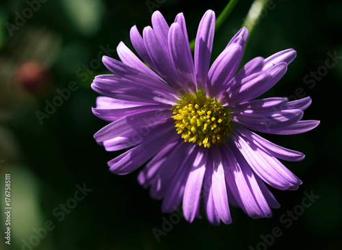 purple aster flower macro