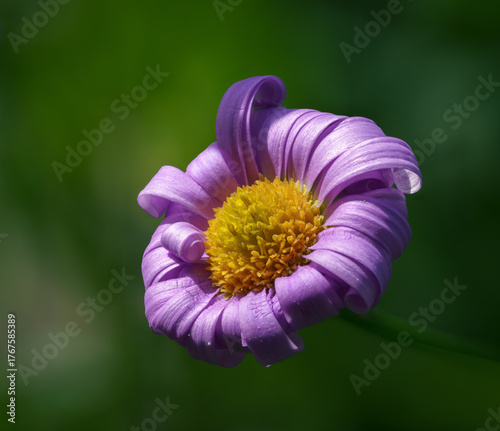 purple aster flower macro