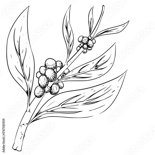 Hand draw illustration Plant of Coffee branch with coffee beans and leaves engrave style