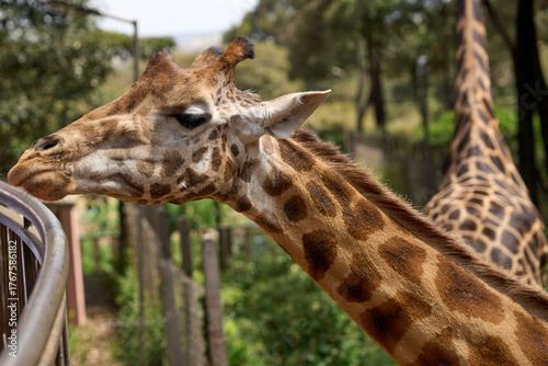 Nairobi, Kenya - October 18th 2025 - Giraffe Center