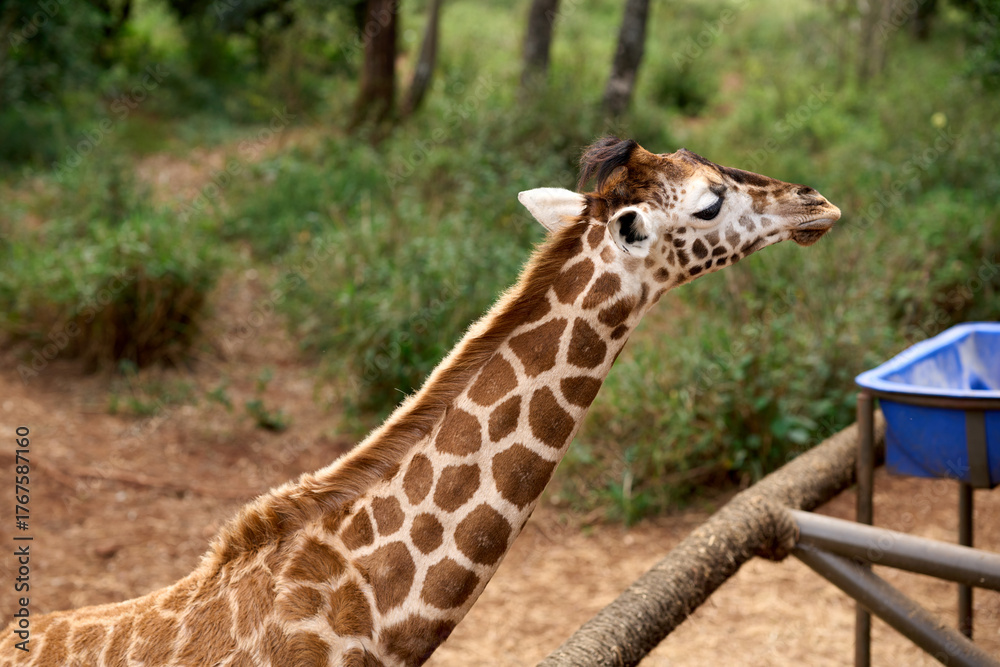 Obraz premium Nairobi, Kenya - October 18th 2025 - Giraffe Center