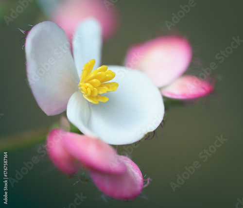 white begonia flower close up