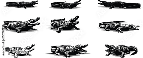 Crocodile illustration set, black and white vector, reptile poses, aggressive stance, wildlife design, predator anatomy, nature graphic, swamp art