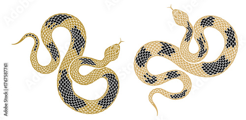snake vector illustration 3.eps