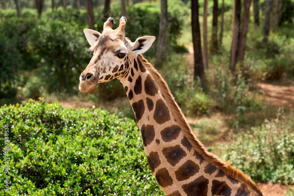 Fototapeta premium Nairobi, Kenya - October 18th 2025 - Giraffe Center