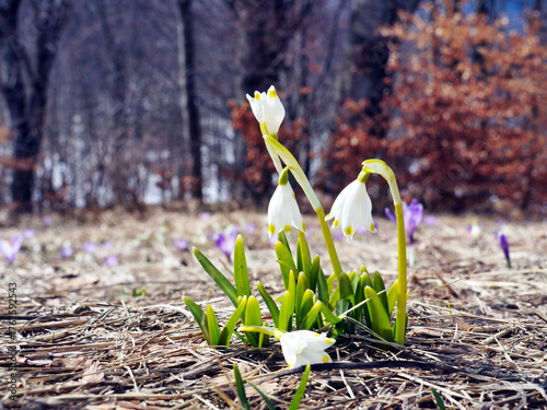 white bulbous bells born in the yellow winter grass on the ridge of Mount Caio in the Parma Apennines