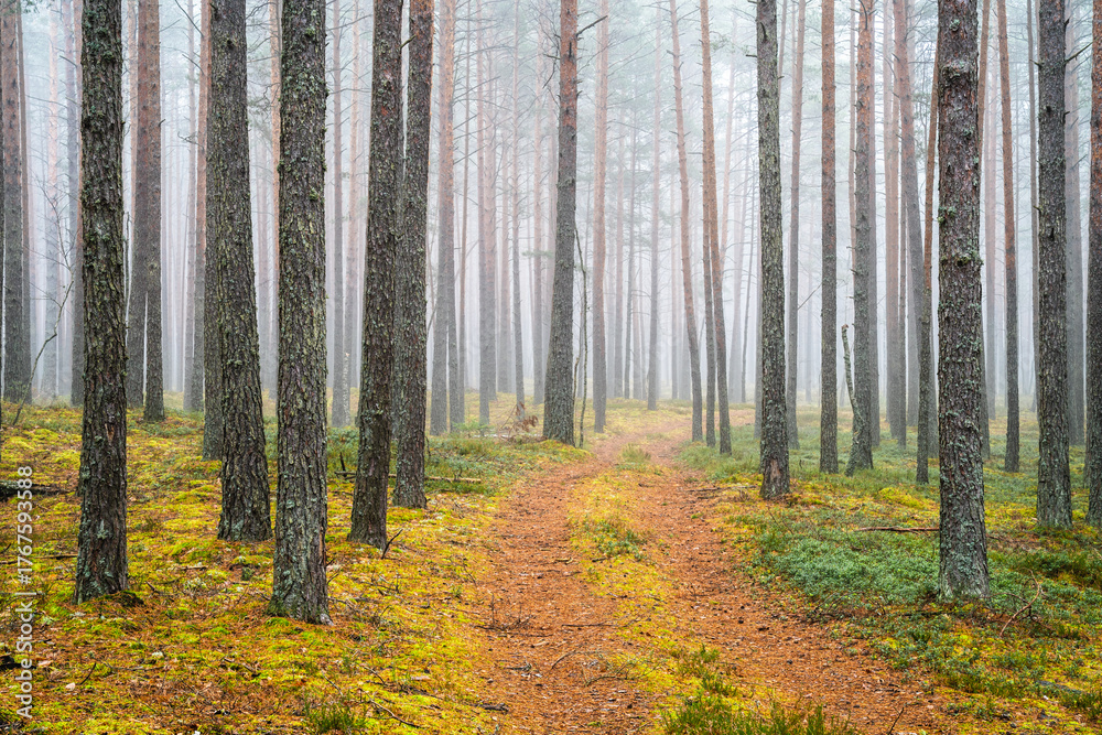 Fototapeta premium Misty Forest Path with Tall Trees