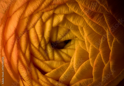 orange buttlercup macro