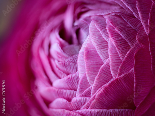 pink buttlercup macro