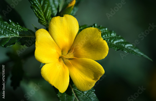 yellow flower macro