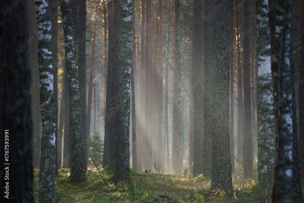 Obraz premium Sunlight Filtering Through Misty Forest