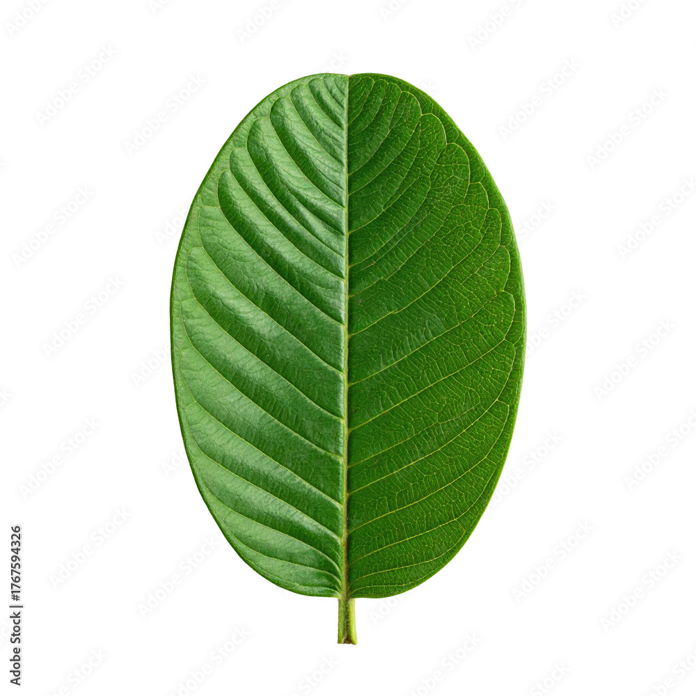 Obraz premium A symmetrical green leaf split down the middle with a black background