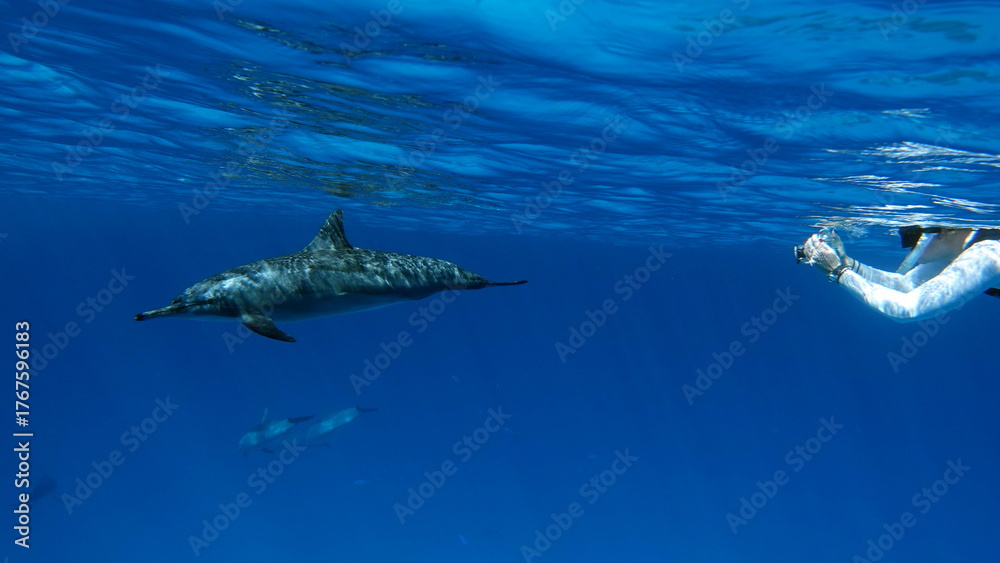 Fototapeta premium Dolphins. Spinner dolphin. Stenella longirostris is a small dolphin that lives in tropical coastal waters around the world. 